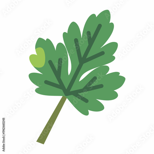 A single parsley leaf, showcasing its vibrant green color and intricate details.