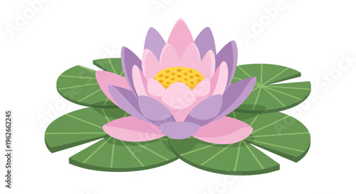Water Lily Vector Illustration, Flat Design, Nature, Botanical, Floral, Pond Life