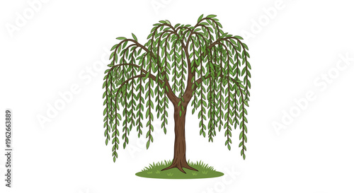 Weeping Willow Tree Vector Illustration, Nature, Green Leaves, Summer, Landscape Design