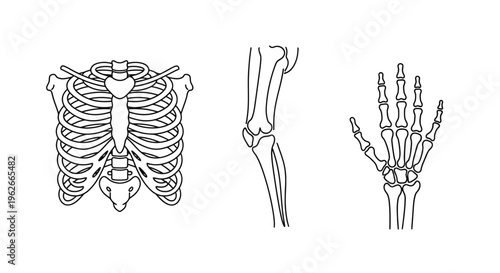 Human skeleton body parts illustrations.