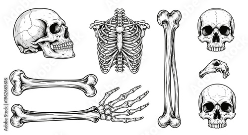 Anatomical illustration of human skeleton parts.