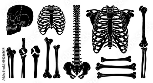 Collection of human skeleton body parts.