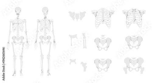 Human skeleton and pelvis anatomy illustrations.