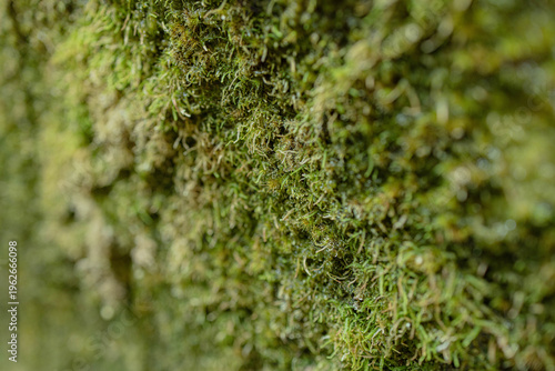 Foto green moss on the rock