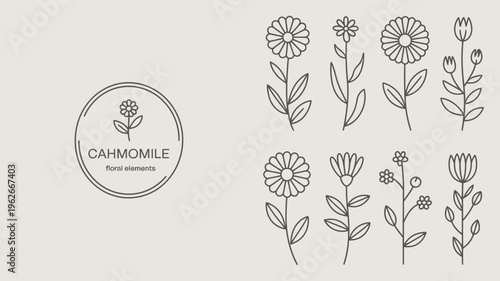 A minimalistic illustration features various line drawn chamomile flowers and botanical elements arranged on a light beige background high quality professional detailed modern elegant stylish clean