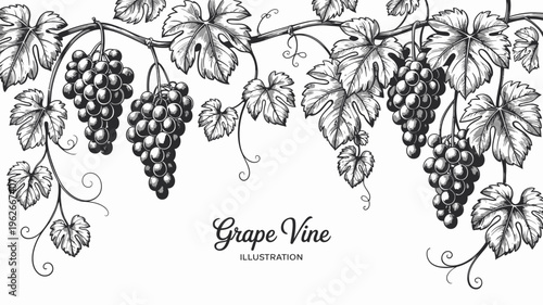 An elegant vintage style botanical illustration depicts cascading grape vines with detailed leaves and bunches of ripe grapes high quality professional modern stylish clean crisp vibrant