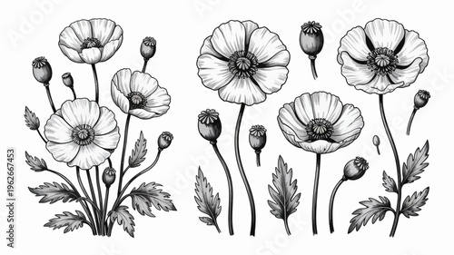 Quadro su tela A detailed monochrome illustration showcases several poppy flowers in various st