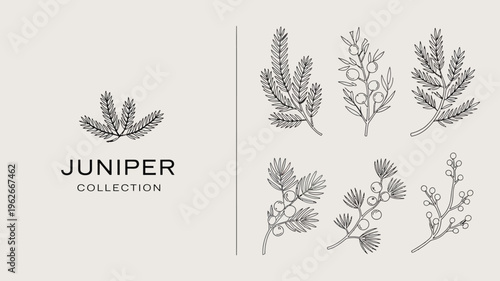 A minimalist design showcases several sprigs of juniper elegantly arranged with delicate line art and a subtle neutral background high quality professional detailed modern elegant stylish