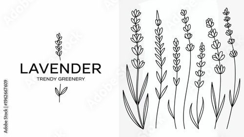 A minimalist graphic displays the word lavender alongside botanical illustrations of lavender sprigs and foliage high quality professional detailed modern elegant stylish clean crisp vibrant colorful