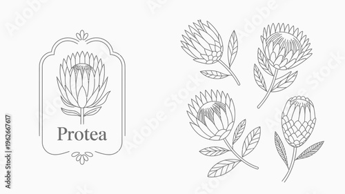 A delicate black and white botanical illustration showcases protea flowers both within a decorative frame and as individual sprigs high quality professional detailed modern elegant stylish