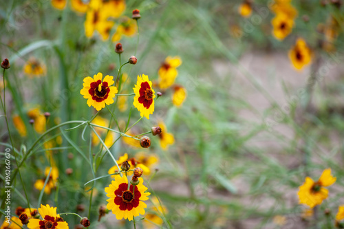 A field of vibrant yellow and red wildflowers in full bloom