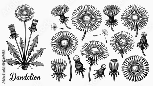A vintage style illustration displays a collection of dandelion flowers and seed heads in varying stages of bloom and dispersal high quality professional detailed modern elegant