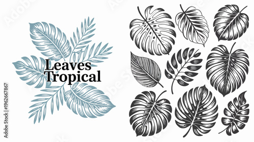 A collection of tropical leaves in varying shades of gray and black are arranged artfully on a white background high quality professional detailed modern elegant stylish