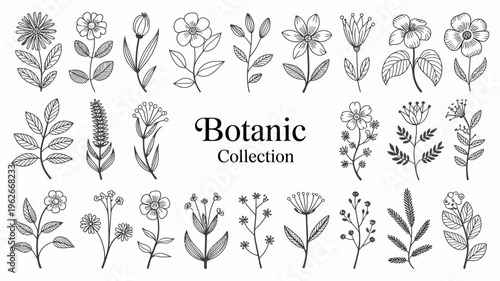 A collection of delicately drawn botanical illustrations featuring various flowers leaves and sprigs in a monochrome style high quality professional detailed modern elegant stylish clean crisp