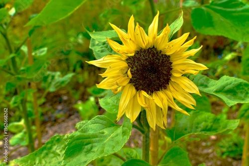 Sunflower on a green leaves background infested with green aphids