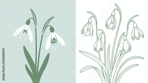 A split composition showcases snowdrop flowers one in delicate color and the other as a detailed black and white line drawing high quality professional modern elegant