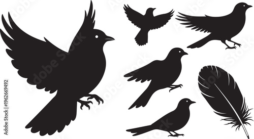 Silhouettes of birds in flight and feathers on white background