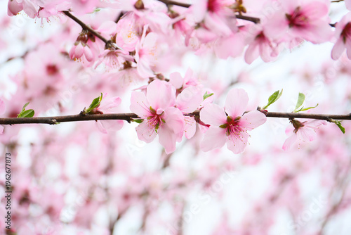 floral background of blooming almond, sunny day
