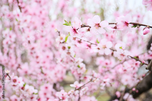floral background of blooming almond, sunny day