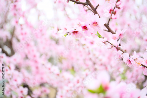 floral background of blooming almond, sunny day