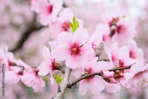 floral background of blooming almond, sunny day
