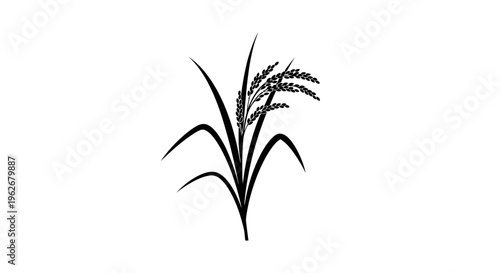 Black and white rice plant silhouette, isolated on white background