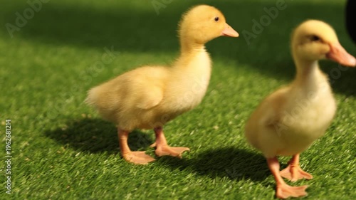 Cute ducklings on artificial grass. Baby animals