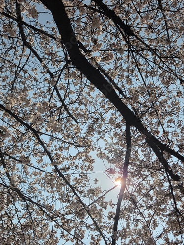 tree branches against blue sky
