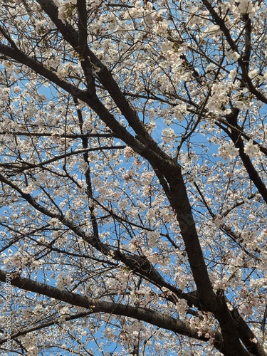 tree in spring