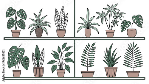 Hand drawn vector illustration of various indoor houseplants in terracotta pots on minimalist wooden shelves