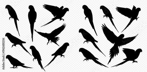 Collection of various parrot silhouettes in different poses, including flying and perching, isolated on a transparent background.