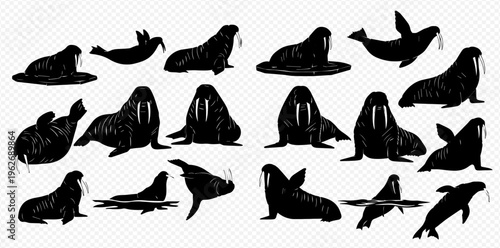 Collection of various walrus and seal silhouettes in different poses, showcasing marine mammal diversity and arctic wildlife.