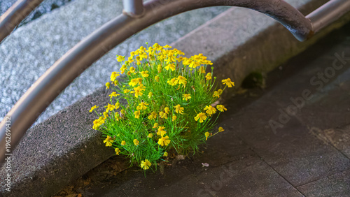 Tokyo, Japan - Oct 14 2024,...