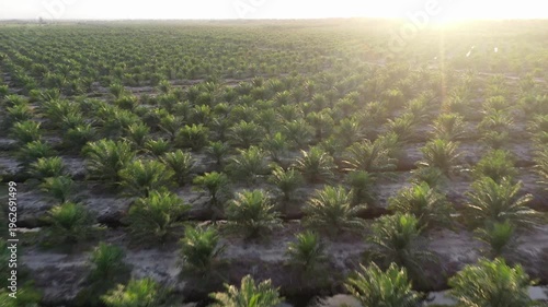 Aerial view of oil palm plantation in Kuala Penyu, Sabah, Malaysia.