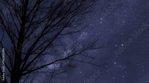 Night sky and bare tree silhouette against the stellar background