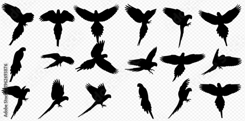 Set of flying parrot silhouettes in various poses, showcasing dynamic movement and elegant forms against a transparent background.