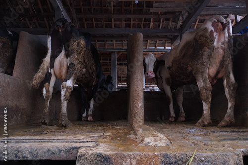 Cows standing in their stalls inside a traditional dairy farm barn