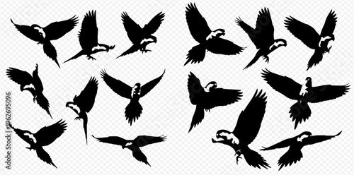 Set of flying eagle silhouettes in various dynamic poses.