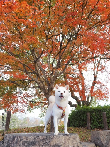 紅葉と白い犬