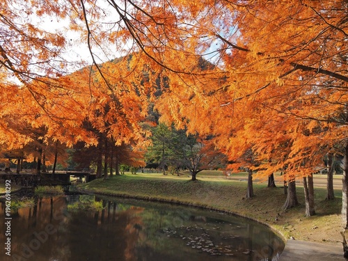 ラクウショウの紅葉に染まる公園