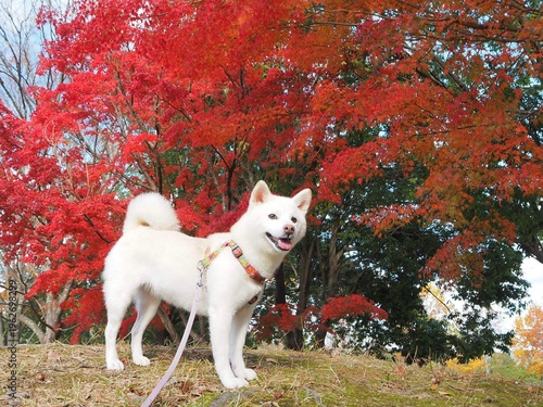紅葉と白い犬
