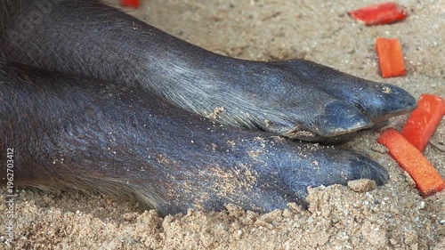 Capybara legs on the sand.