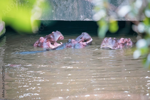 Hippopotamus Group In Water Wildlife African River Animal Scene
