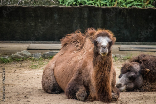 Bactrian camel with thick brown fur sitting on the ground