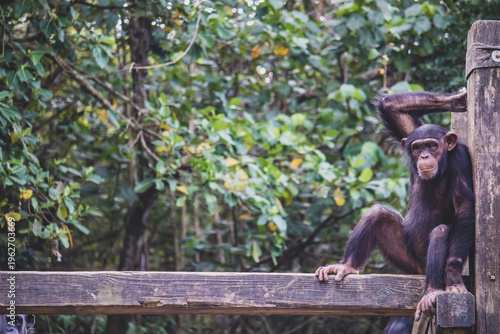 Chimpanzee sitting on wood and looking at the camera