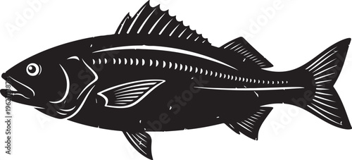 Black and White Illustration of a Large Fish Species