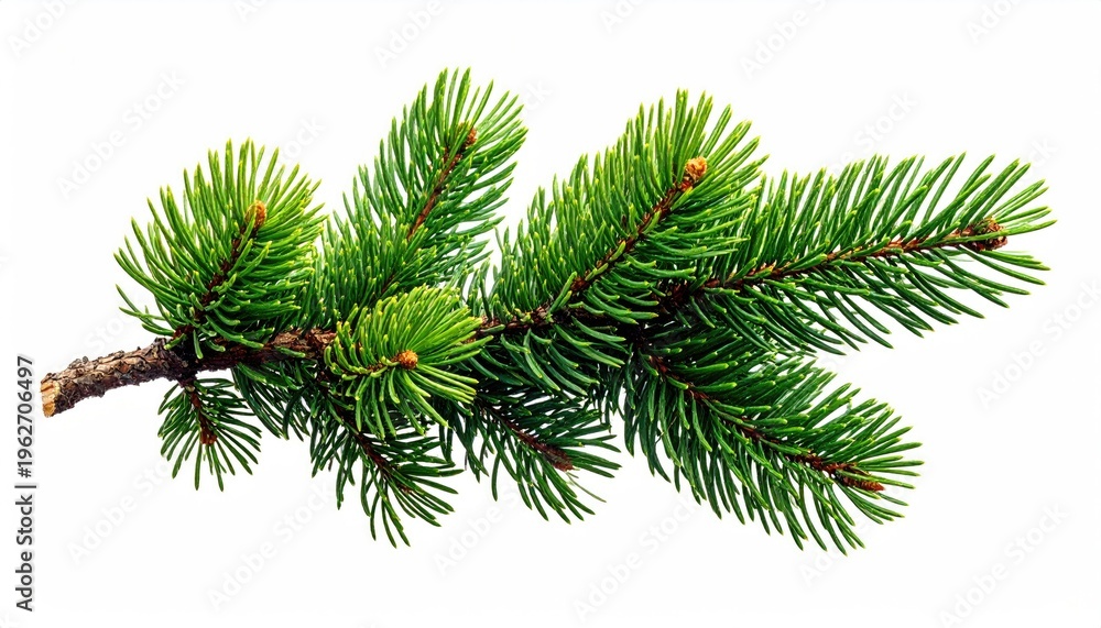Obraz premium Close-up of a vibrant evergreen branch featuring sharp needles against a clean white backdrop