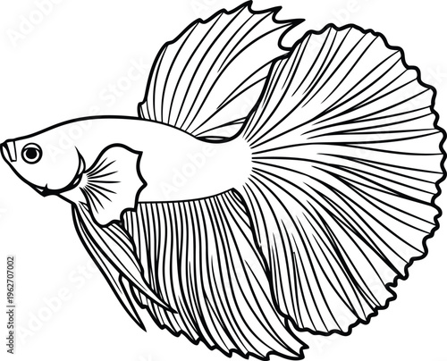 Betta fish line art Siamese fighting fish outline drawing