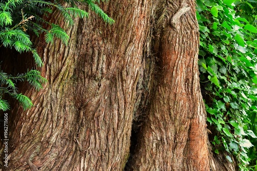 Sequoia tree trunk with green leaves, England, UK