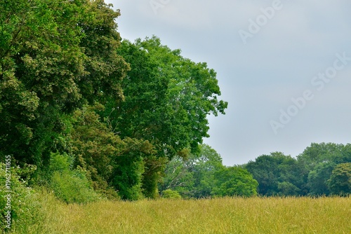 Landscape with green trees and tall grass in the summer, England, UK